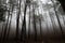 Mysterious pine forest shrouded in a dark and ethereal fog