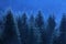 Mysterious pine trees in blue moonlight at midnight. Spooky, scenic, fantasy landscape.