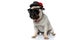 Mysterious Pug puppy wearing hat, sunglasses and bowtie, looking away