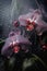 Mysterious Red and Violet Orchids