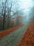 Mysterious road in foggy forest. Autumnal blue mist