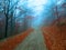 Mysterious road in foggy forest. Autumnal blue mist