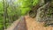 A mysterious road in the middle of a wooden forest surrounded by green bushes and leaves and ferns