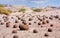 Mysterious round stones in the National Park Ischigualasto Moon Valley in San Juan Province. Argentina