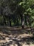 Mysterious running track in a forest with foliage