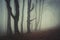Mysterious scary forest with fog