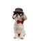 Mysterious Shih Tzu puppy wearing bowtie, sunglasses and hat