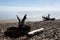 Mysterious shore of sea in early morning in calm weather with soft haze above water, dry dark snags and pebble beach in mist.