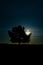 Mysterious silhouette of a tree in the field at dusk with dramatic moonlight in the background