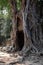 Mysterious, spooky, dark, foggy giant tree roots, forest growing out of stone temple ruins, angkor wat, cambodia