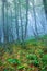 Mysterious spring forest in fog