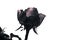 Mysterious strict black rose on a white background challenges loneliness