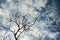 Mysterious tree with cloud