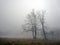 Mysterious tree with fog