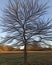 mysterious tree with hidden human face