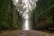 Mysterious tunnel of mossy rocks and trees in a forest