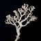 Mysterious Underwater Charms: Dried Branches of Sea Corals Revealing their Beauty on a Black Canvas