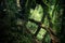 Mysterious vegetation of tropical rainforest