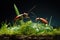 The mysterious world of miniature insects in the grass