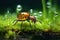 The mysterious world of miniature insects in the grass