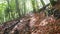 Mystery atmosphere in a forest. Basque Country, Spain.