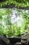 Mystery cave in tropical forest, lush fern, moss and lichen on t