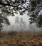 Mystery fog pine trees forest