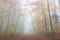 Mystery foggy autumn beech forest