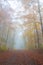 Mystery foggy autumn beech forest