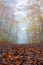 Mystery foggy autumn beech forest