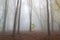 Mystery foggy autumn beech forest