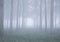 Mystery Forest whit fog