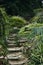 A mystery half-ruined stone steps in forest thicket