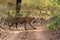 Mystery male bengal tiger crossing a jungle trail during full day safari at Ranthambore