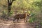 Mystery male bengal tiger crossing a jungle trail during full day safari at Ranthambore