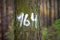 Mystery number on a tree in the forest