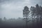 Mystery pine forest covered with fog