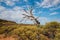 The mystery shape of lone dead tree at Kings Canyon of Northern Territory state of Australia.