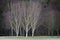 Mystery trees in woods dark and green silver trunks and bark on golf course