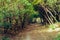 A mystery tunnel under green branches