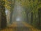 Mystic alley autumnal landscape, misty morning