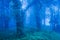 Mystic ancient trees in blue misty forest, lush tropical plants in the trunk and branches of old trees