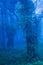 Mystic ancient trees in blue misty forest, lush tropical plants in the trunk and branches of old trees