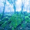 Mystic ancient tropical forest in blue misty, fantastic green moss and lichen in the rocks and branches of wild trees