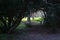 Mystic arch of coniferous trees in botanical garden