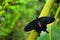 Mystic butterfly. Beautiful black and red poison butterfly, Antrophaneura semperi, in nature green forest habitat, wildlife