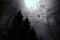 Mystic Dark Forest Full Moon Rainy Night Nature Mystical Horror