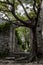 Mystic Door Of Decayed Building Overgrown By A Gnarly Tree