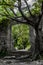 Mystic Door Of Decayed Building Overgrown By A Gnarly Tree