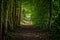 Mystic footpath through beech tree alley